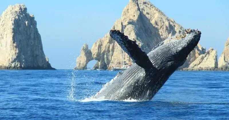 Avistamiento de ballenas los cabos