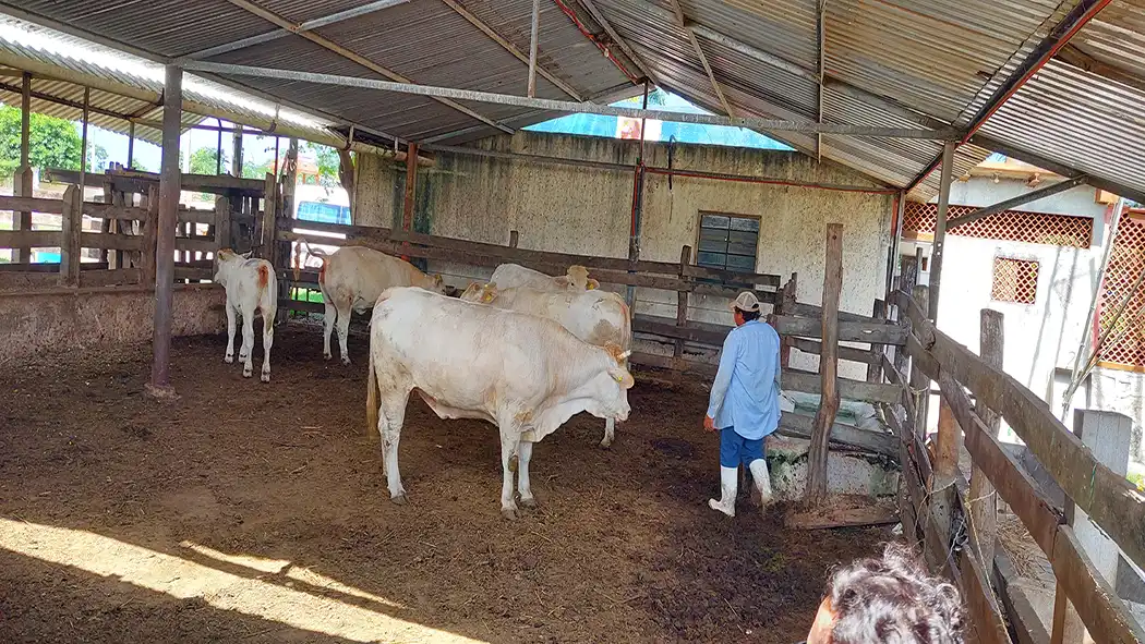 Cattle livestock farm Yucatan Mexico