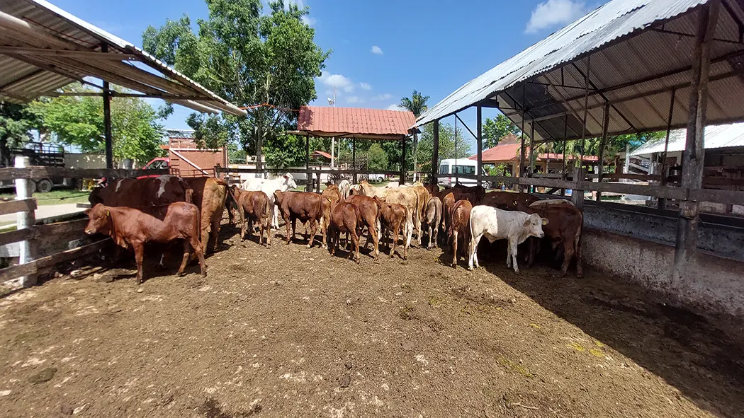 Farm tour Yucatan Mexico