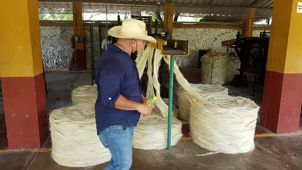 Hacienda Sotuta de Peon henequen production