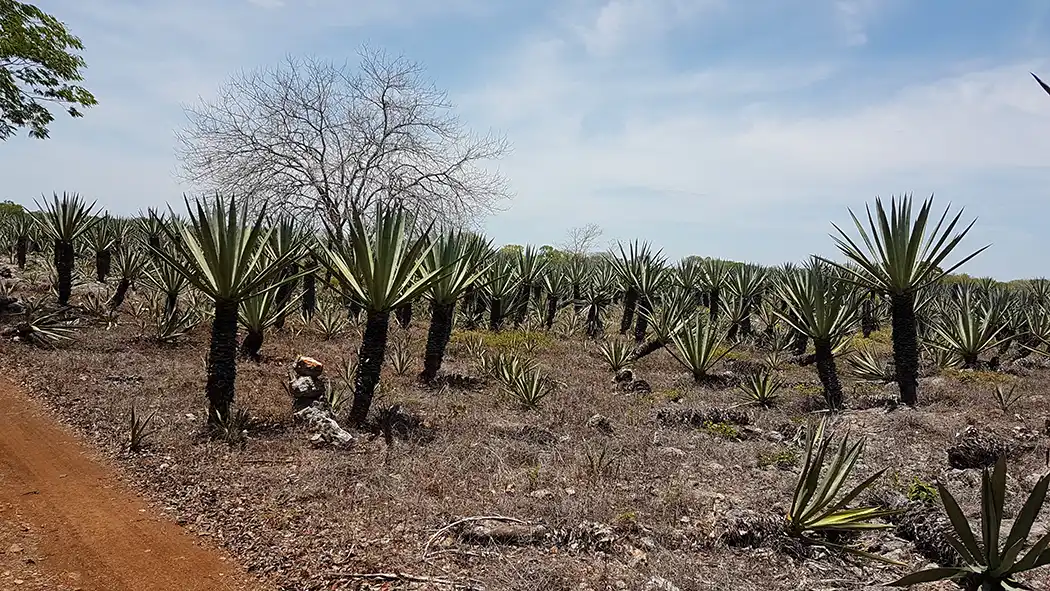 Henequen plantation in Yucatan Mexico