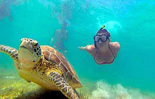 Tulum and Akumal turtle Swim
