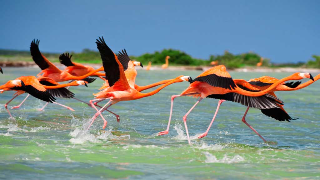 Reserva de la Biosfera de Celestún, Patrimonio de la Humanidad por la UNESCO