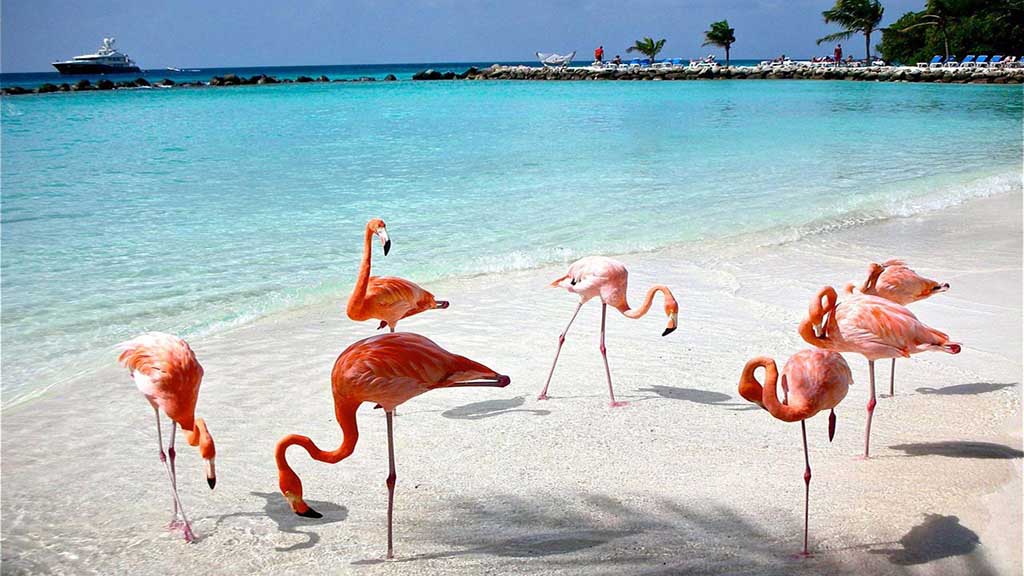 pink flamingos in Celestun