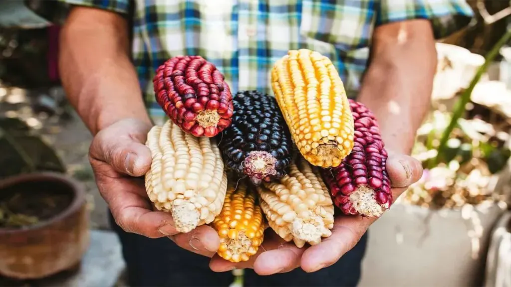 Milpa maya